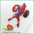 UROLOGY02(12422) Human Urogenital System, On Board, Anatomy Models > Medical Anatomy Urinary Models